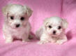 Bianka's puppies